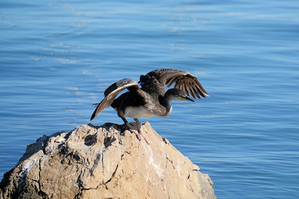 Der Weißbrustkormoran