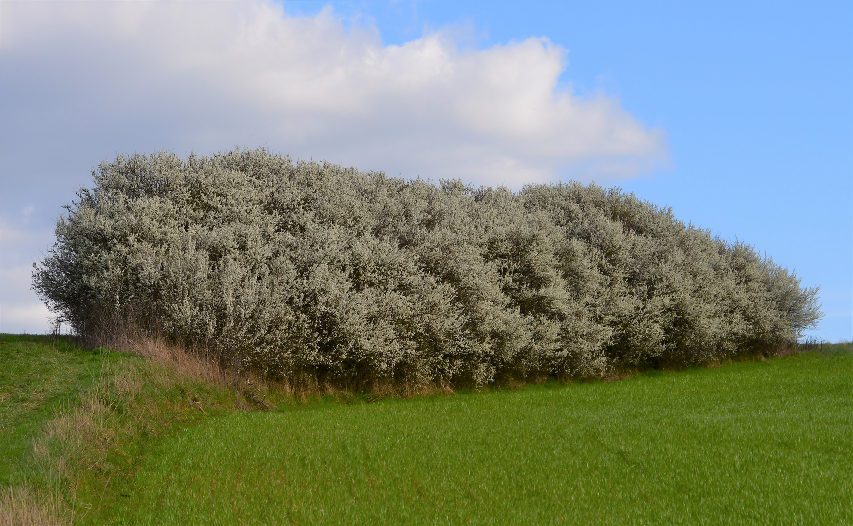 Der Weißdorn (Crataegus) 