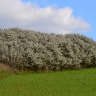 Der Weißdorn (Crataegus) 