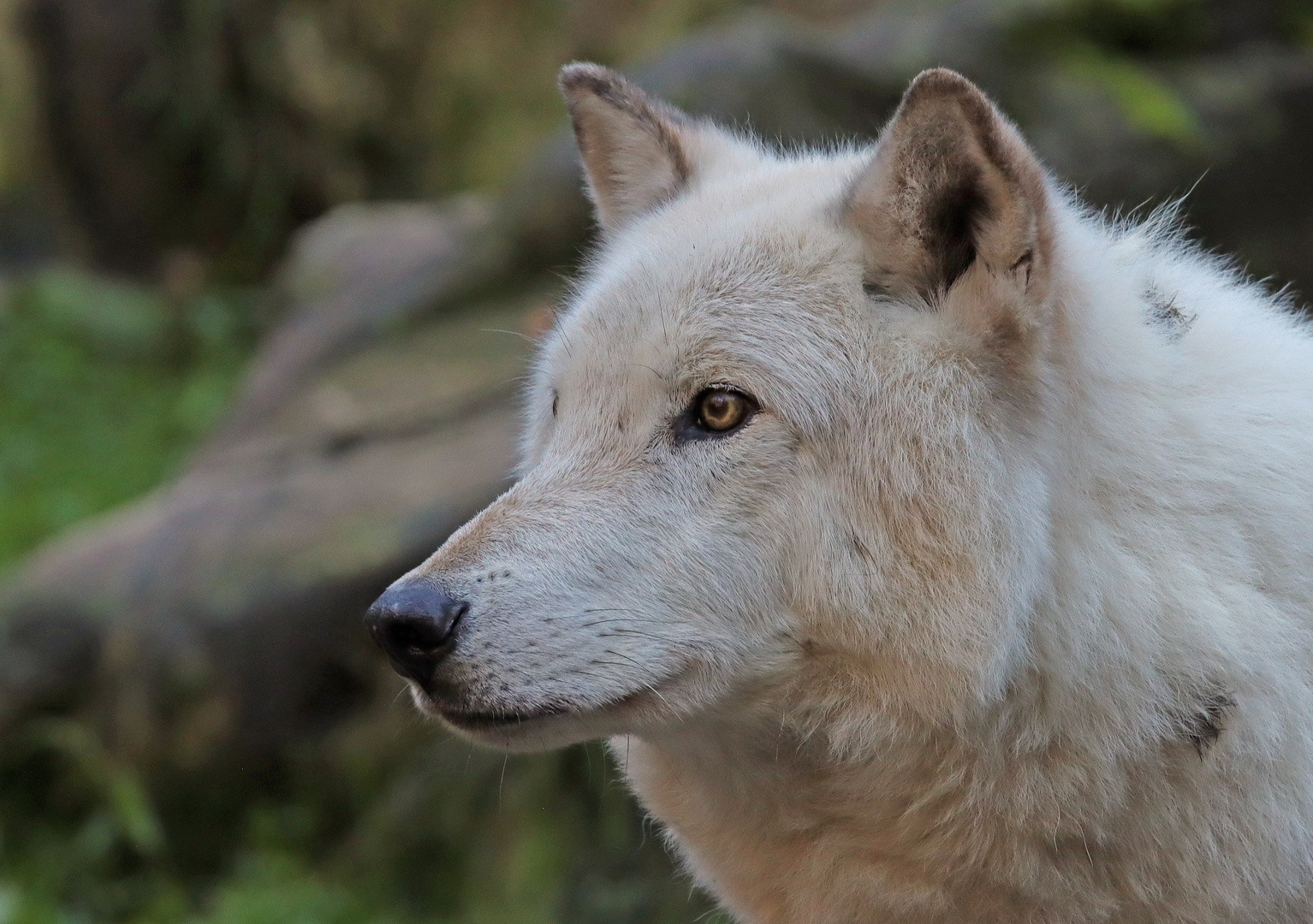 Der Weiße... Foto & Bild canon, youth, weiß Bilder auf