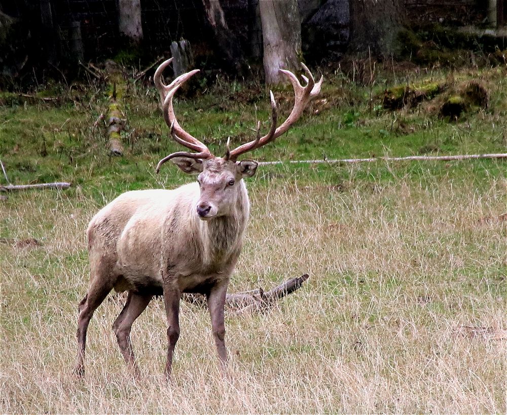 ~ Der Weiße ~ Foto &amp; Bild | world, weiß, natur Bilder auf fotocommunity