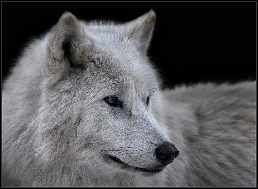 Der Weiße.... Foto &amp; Bild | tiere, zoo, wildpark &amp; falknerei ...
