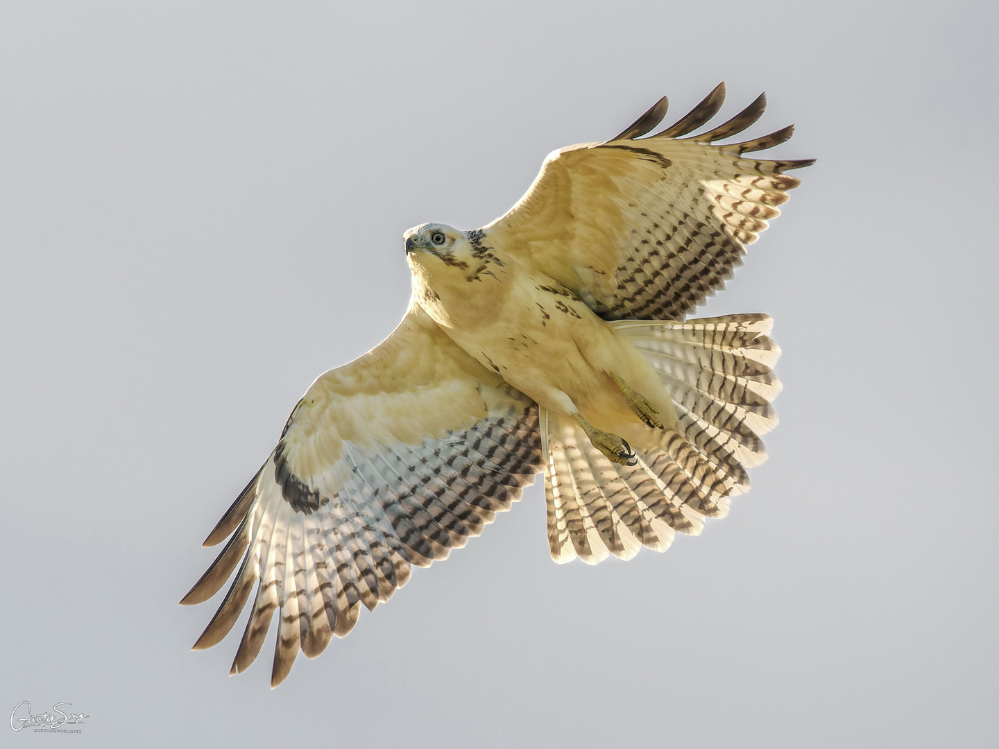 Der Weisse Adler (Bussard) ..