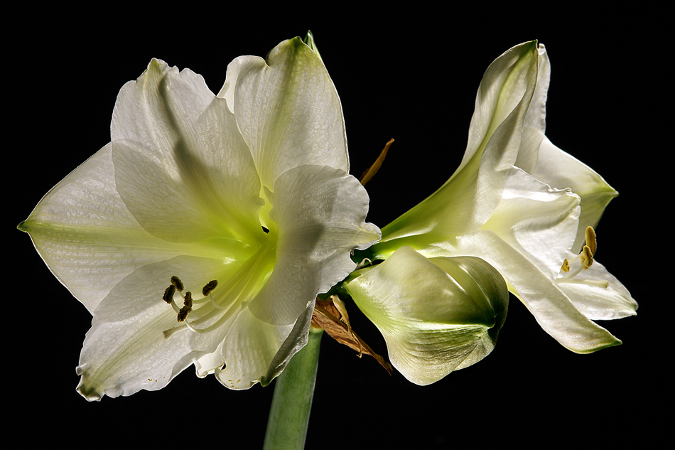 Der weiße Amaryllis