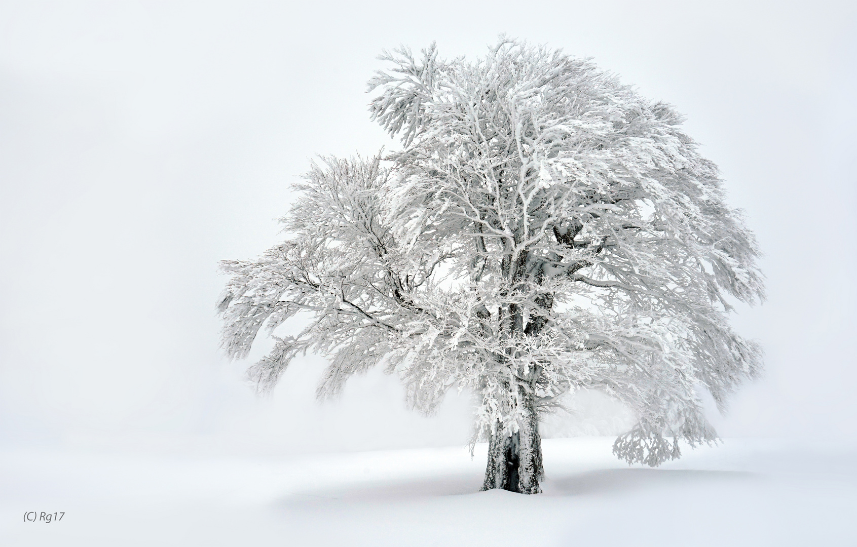 der weisse baum 