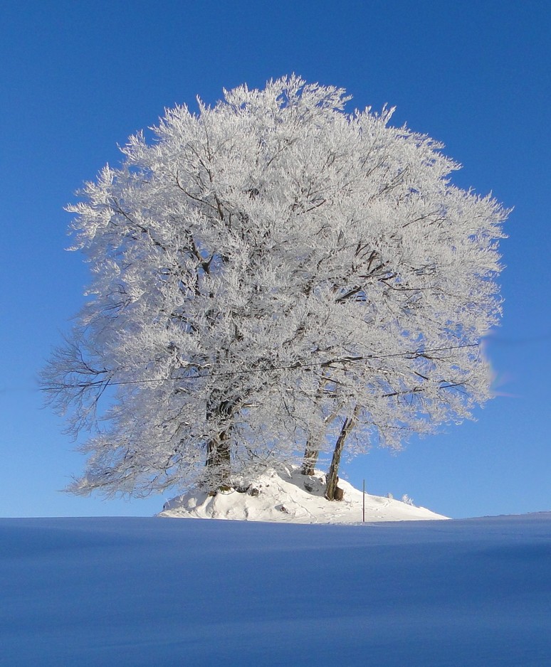 Der weisse Baum