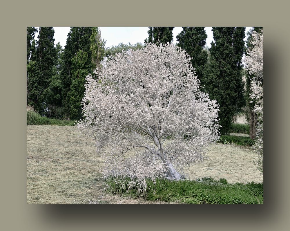 der weisse Baum  ©