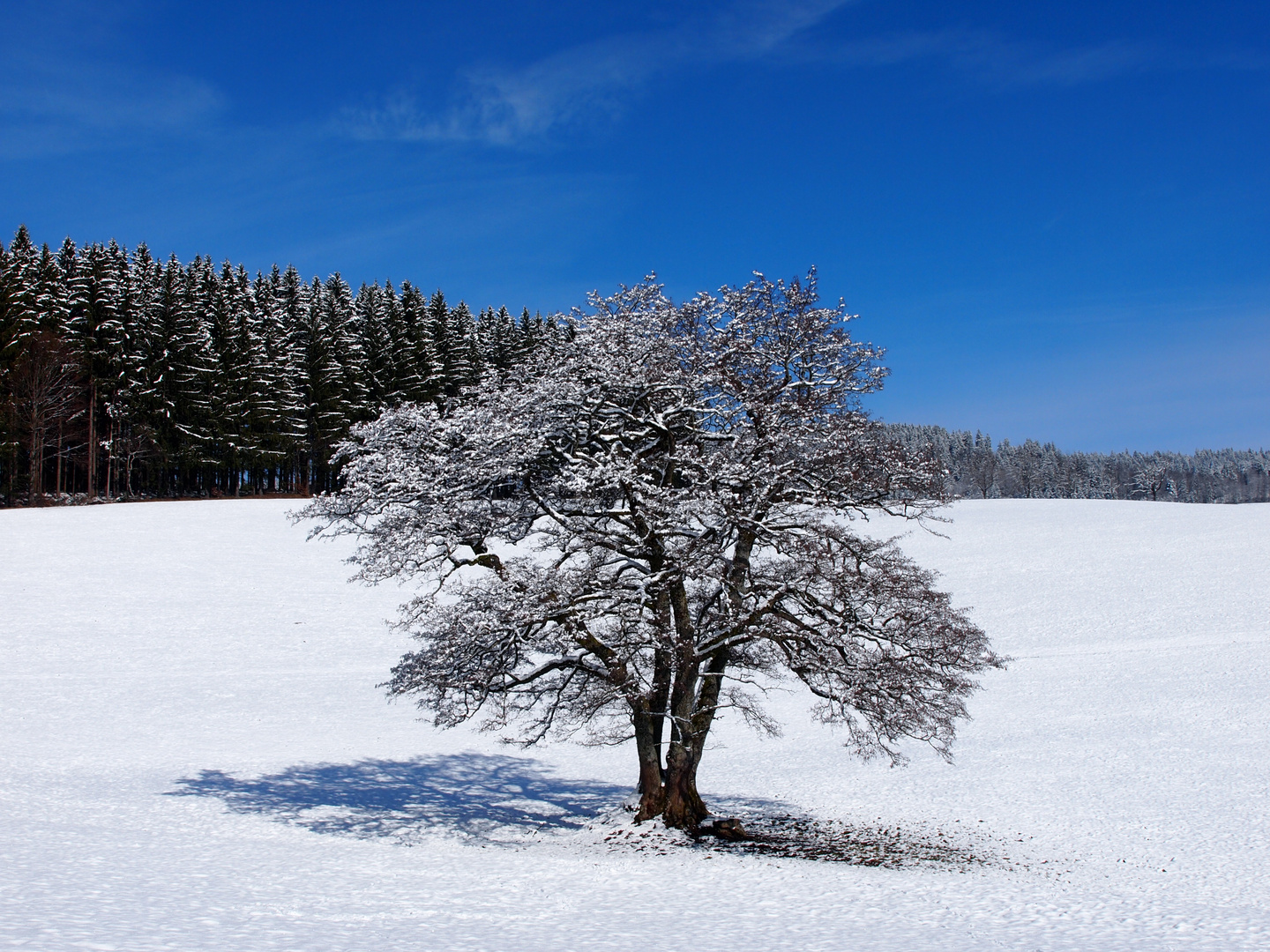 Der weisse Baum