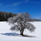 Der weisse Baum