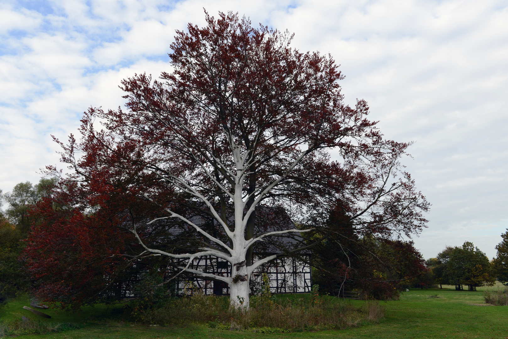 Der weiße Baum