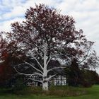 Der weiße Baum