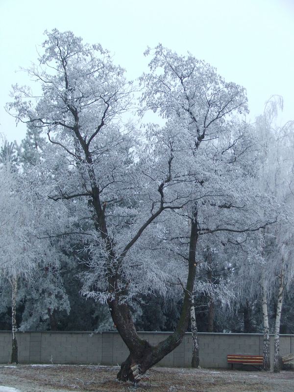 Der weiße Baum