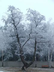 Der weiße Baum