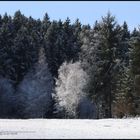 Der weiße Baum