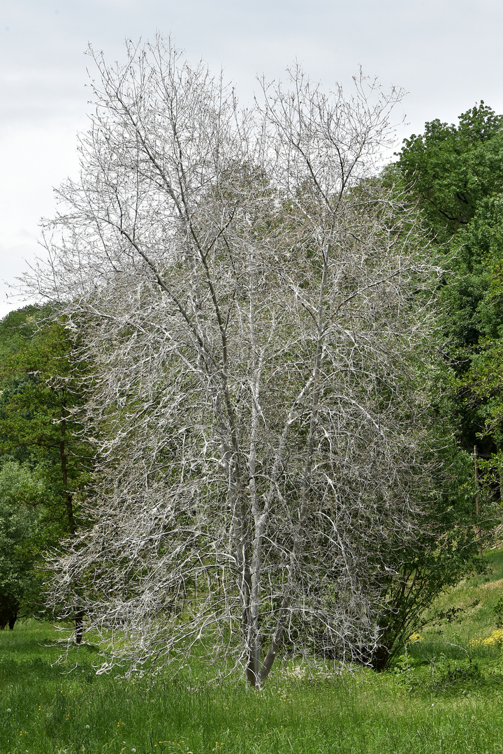 Der weiße Baum Foto & Bild makro, natur, insekten Bilder auf