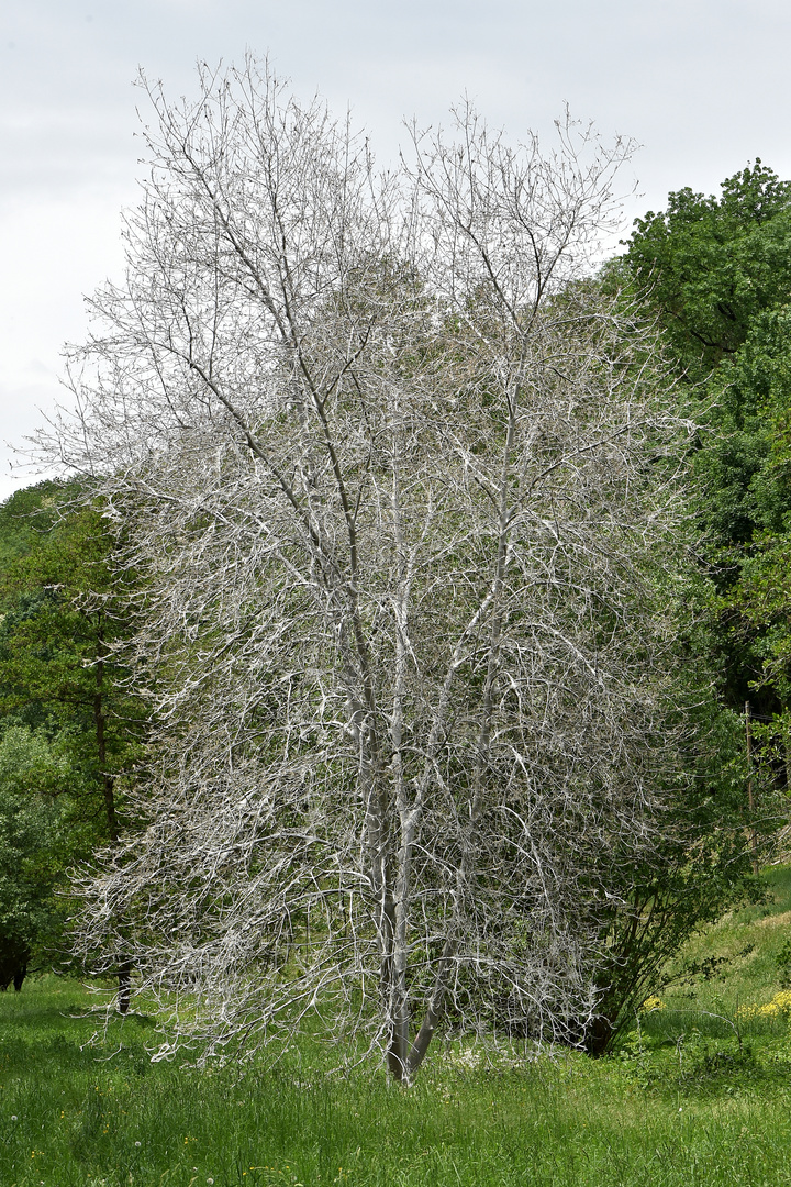 Der weiße Baum