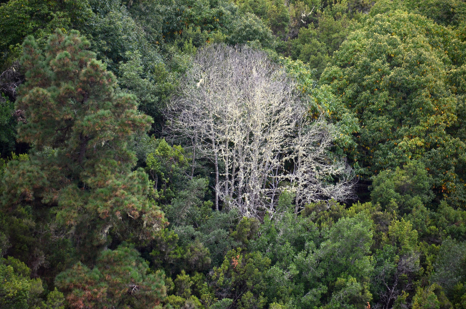 Der Weiße Baum