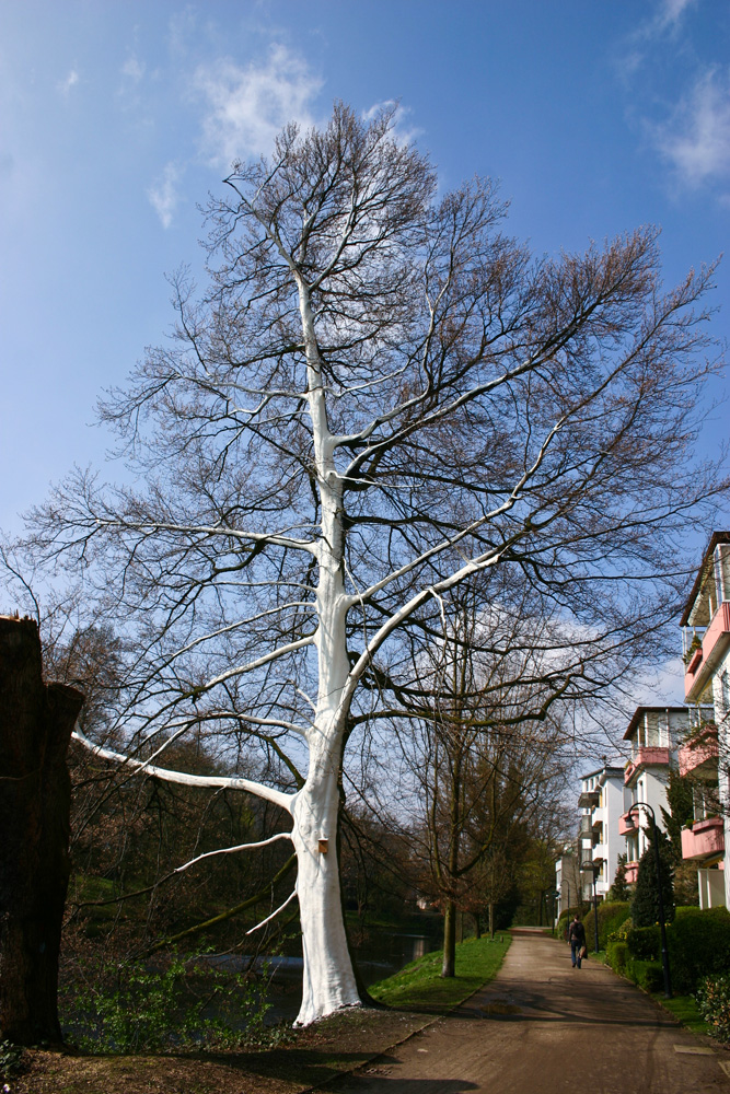 der weiße Baum Foto & Bild deutschland, europe, bremen Bilder auf