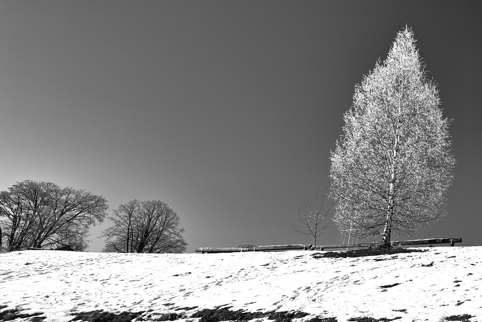 Der weiße Baum