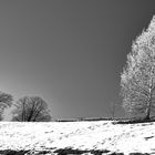 Der weiße Baum