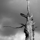 Der weiße Baum Gondors hat seit Jahrhunderten nicht geblüht