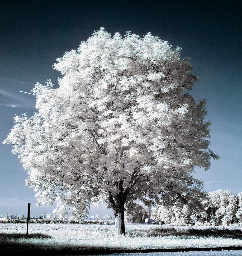 Der weiße Baum oder??