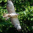 Der weiße Bussard flog so schnell weg, dass oben ein Stück Flügel fehlt ...