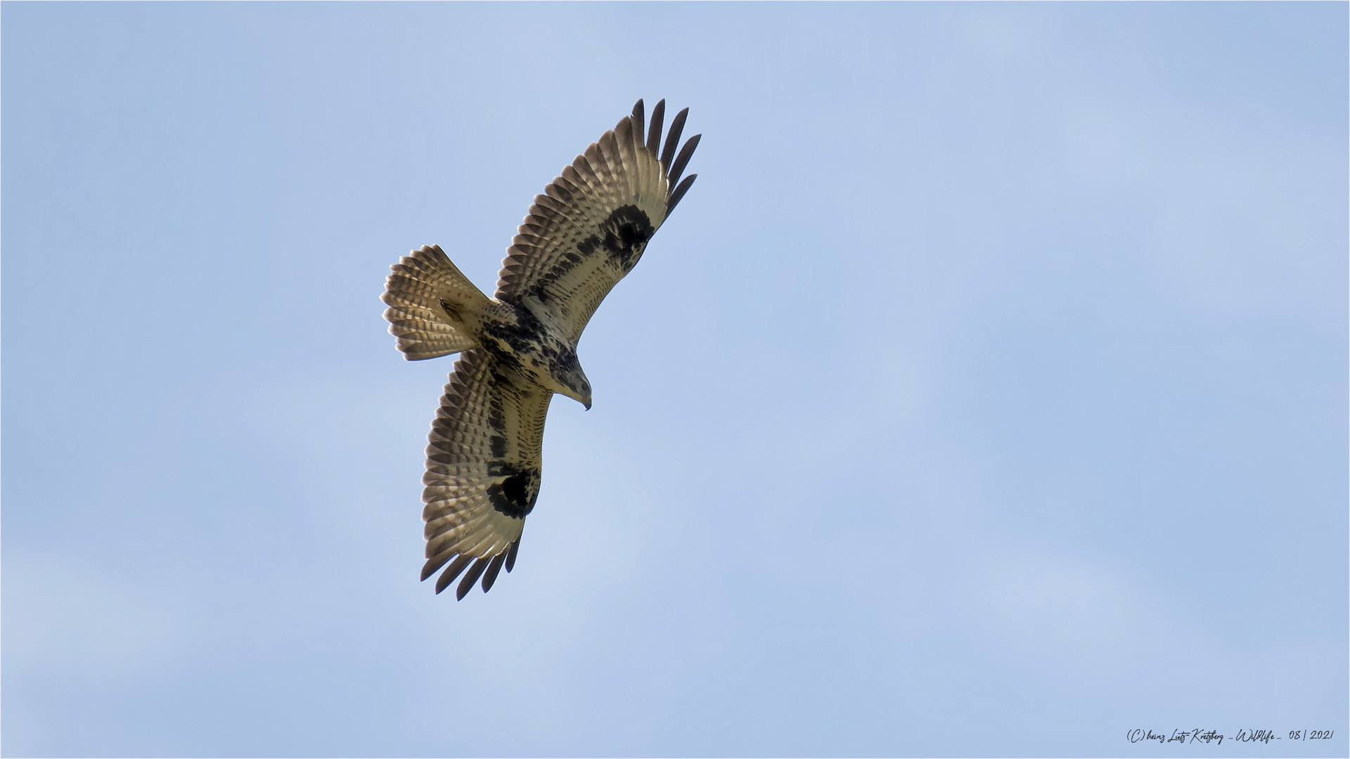 _der weiße Buteo  