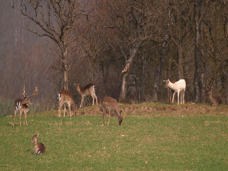 " Der weisse Dammhirsch"