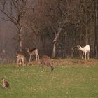 " Der weisse Dammhirsch"