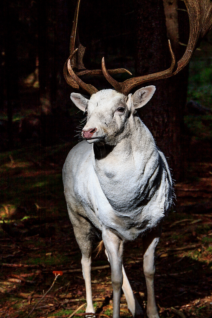 Der weiße Dammhirsch / The White Fallow Deer