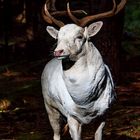 Der weiße Dammhirsch / The White Fallow Deer