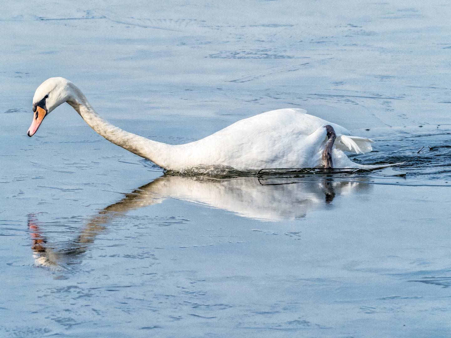 Der weisse Eisbrecher