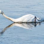 Der weisse Eisbrecher