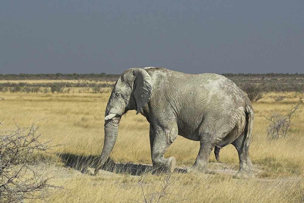 Der weiße Elefant