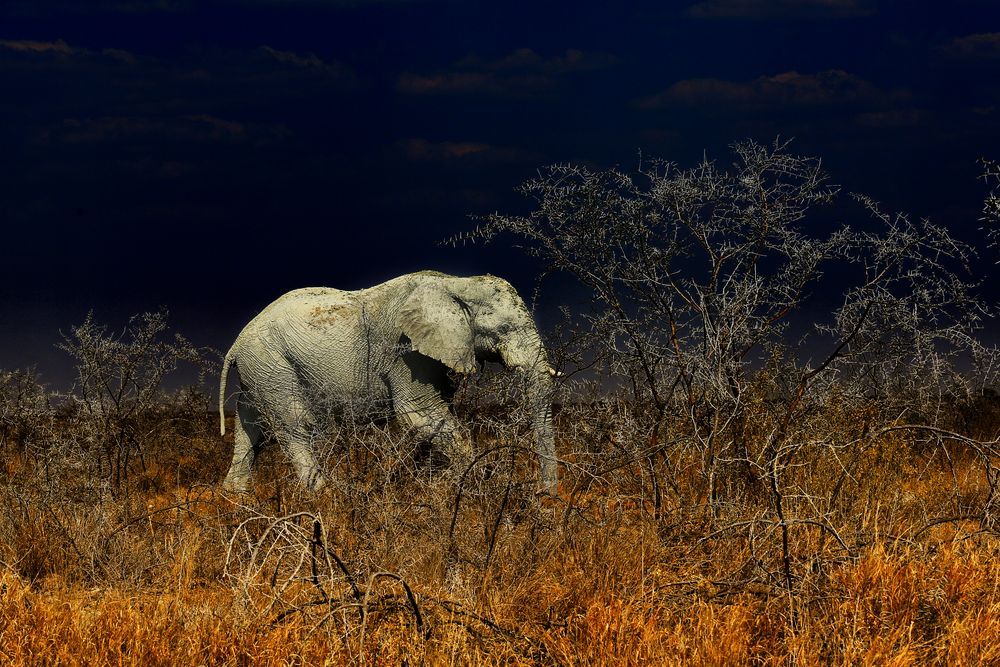 Der "weiße" Elefant
