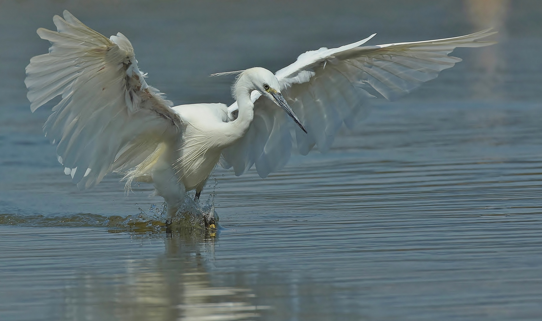 "Der weisse Engel"