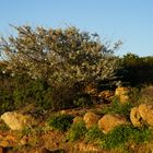 Der weiße Ginster wird mannshoch hier auf Gomera