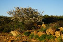 Der weiße Ginster wird mannshoch hier auf Gomera