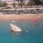 Der weiße Hai - am Strand von Hurghada in Ägypten