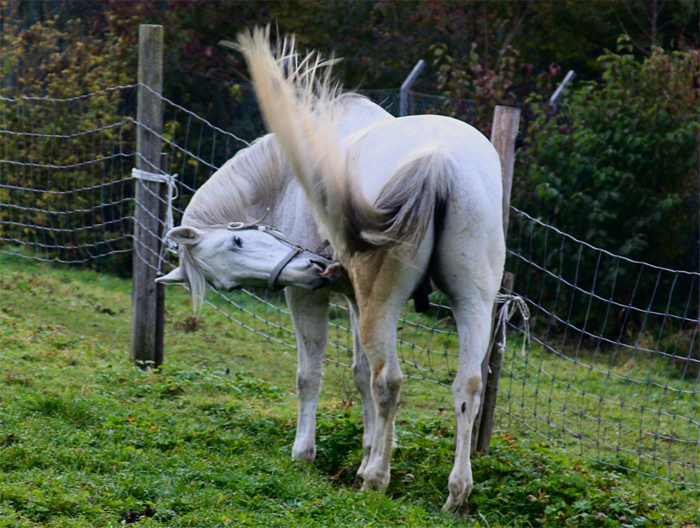 Der weisse Hengst!