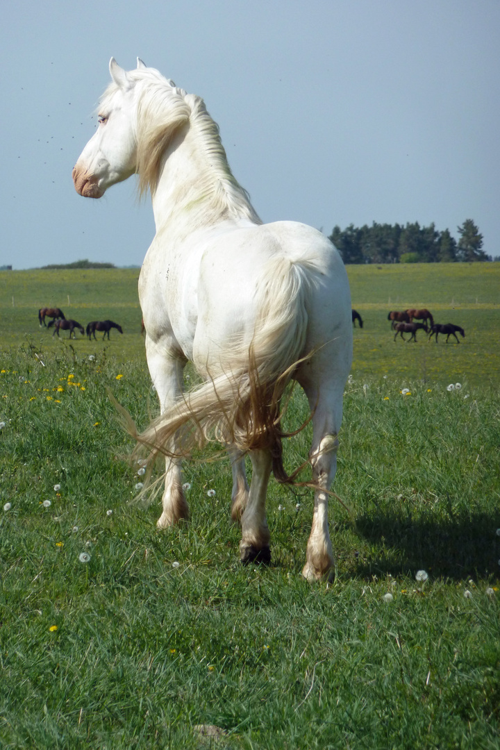 Der weiße Hengst