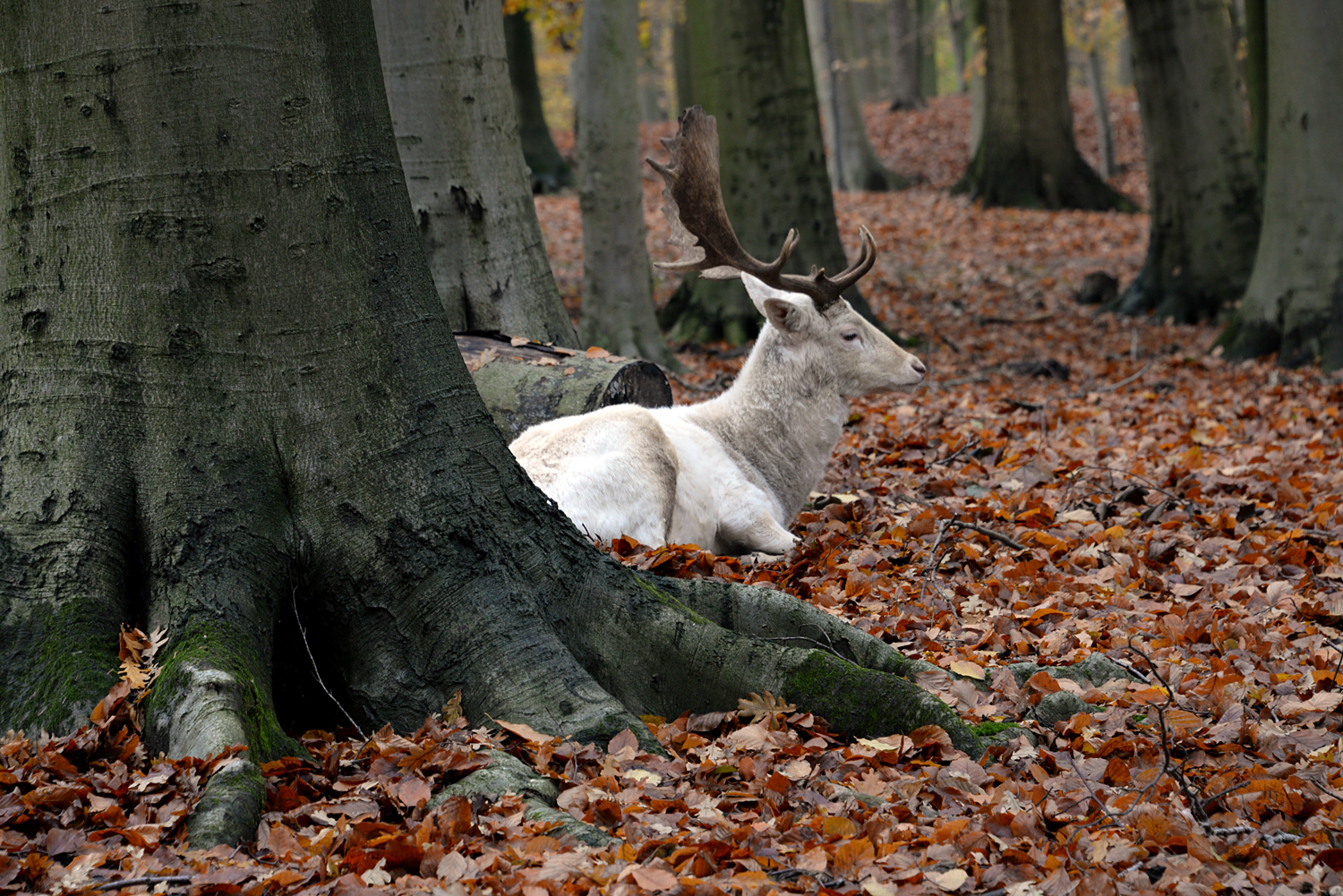 Der weiße Hirsch (2)