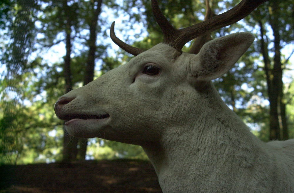 Der weiße Hirsch