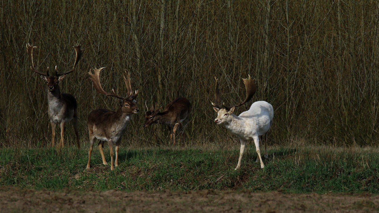 der Weiße Hirsch ......