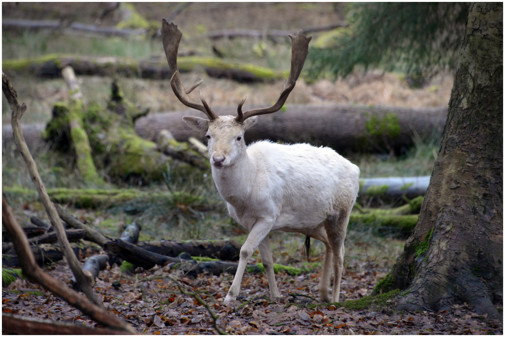 Der weiße Hirsch