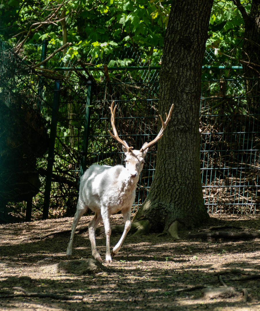 Der weiße Hirsch auf der Flucht