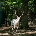 Der weiße Hirsch auf der Flucht