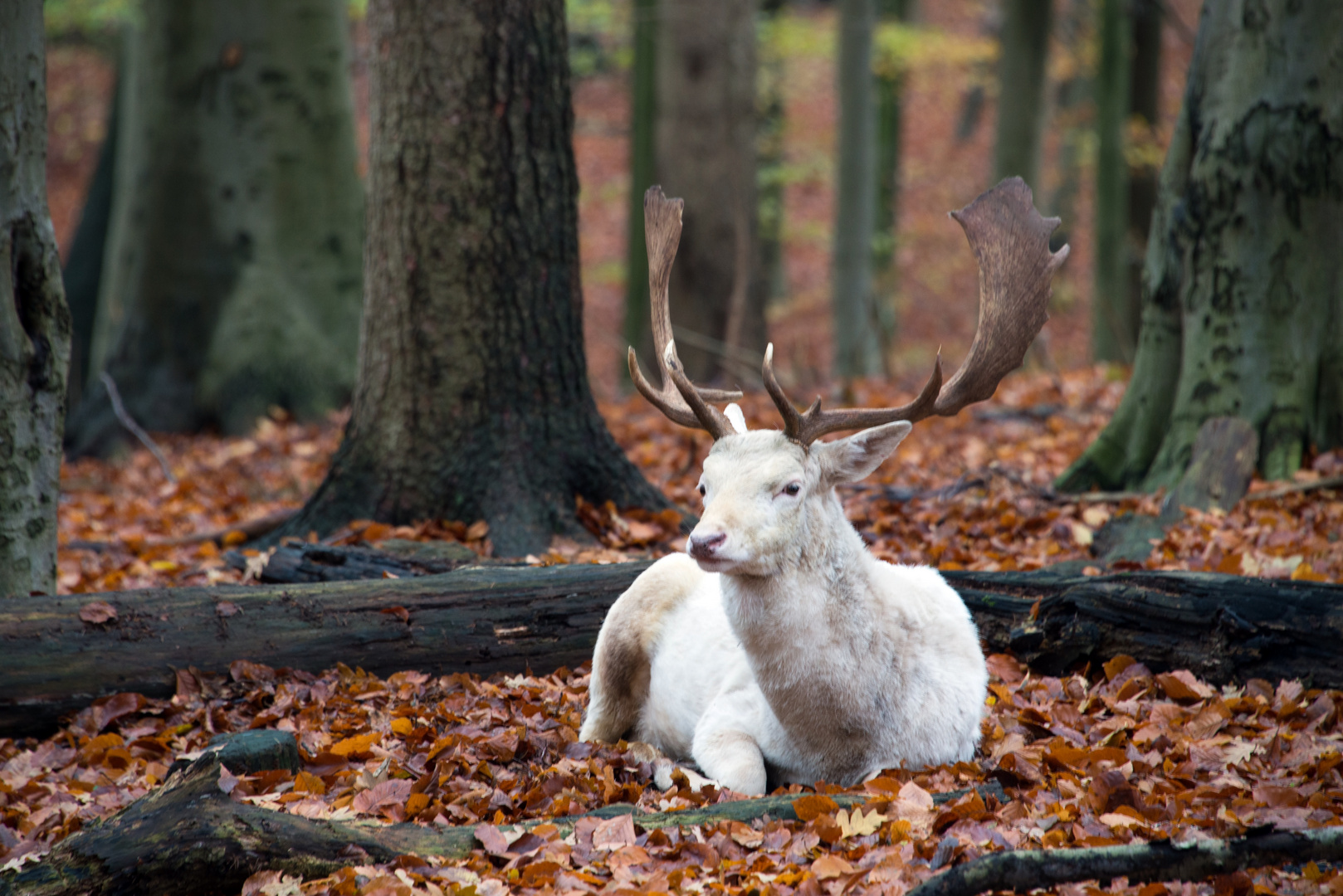 Der weiße Hirsch