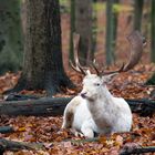 Der weiße Hirsch